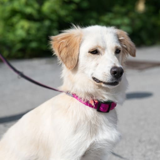 a white dog with a pink collar sitting on a leash