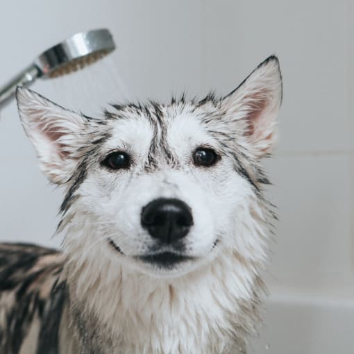 a dog taking a shower in a bathtub
