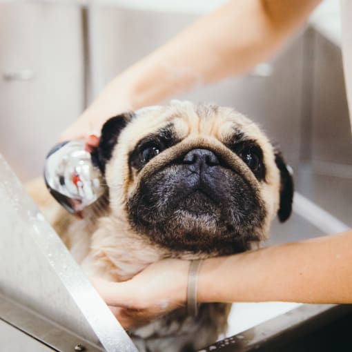 a pug dog getting a bath in a bath tub at Proximity Apartments Residences, apartments in Charleston, South Carolina