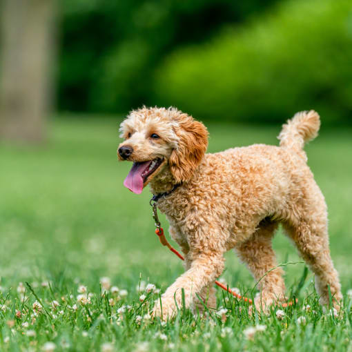 a brown poodle walking in the grass at Proximity Apartments Residences, apartments in Charleston, South Carolina