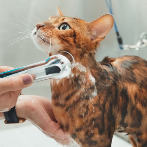 a cat being sprayed with water from a shower at Proximity Apartments Residences, apartments in Charleston, South Carolina