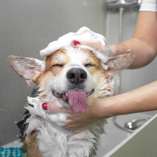 a dog getting a bath in the shower with a towel on its head at The Courtyards of Chanticleer, VA 23451