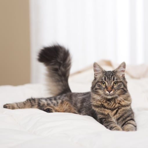 a cat laying on a bed with its tail in the air at Staples Mill Townhomes, Virginia