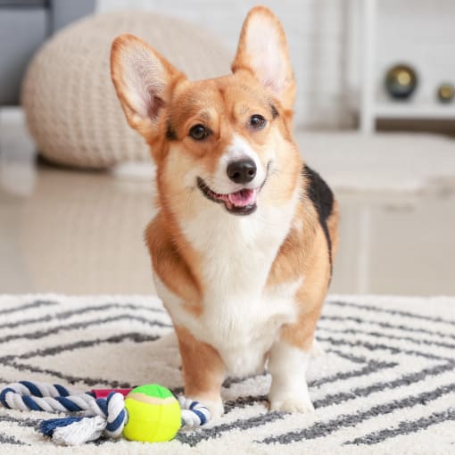 a small brown and white dog standing on a rug with a tennis ball at Staples Mill Townhomes, Virginia