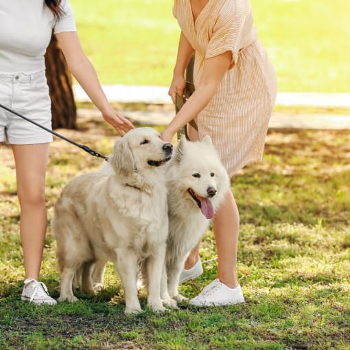 two white dogs on a leash being held by two women at Staples Mill Townhomes, Virginia