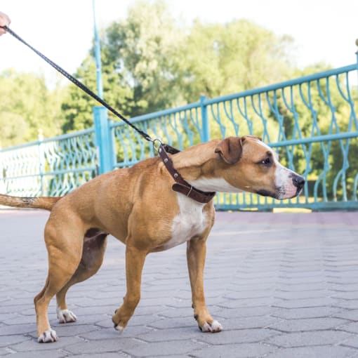 a brown and white dog on a leash on a sidewalk