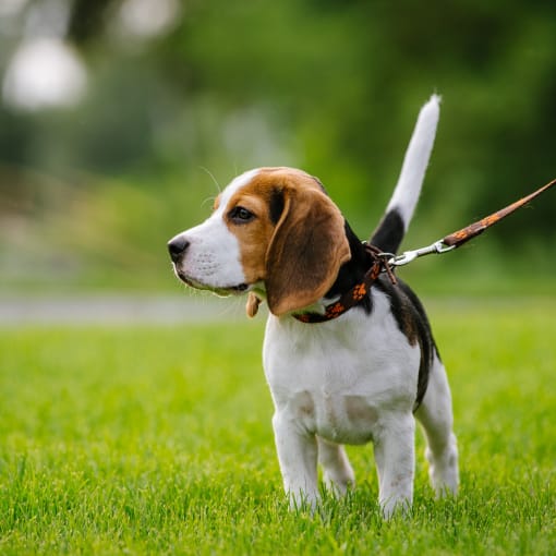 a beagle dog on a leash walking in the grass at The Constellation Apartments, PRG Real Estate, Hampton, VA, 23669