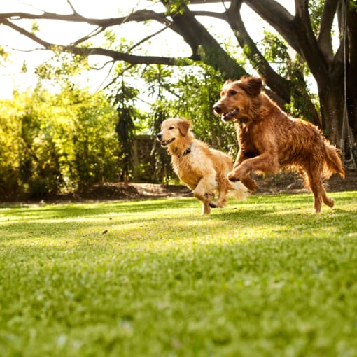 two dogs running in the grass
