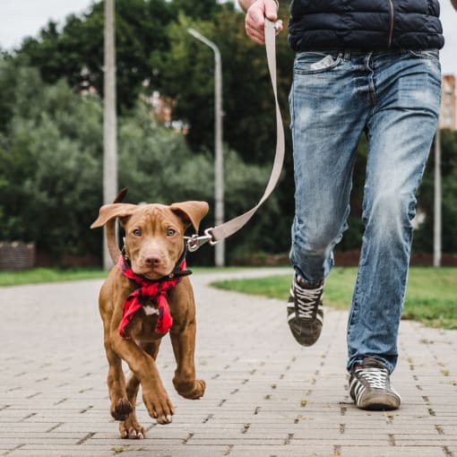 a man walking his dog on a leash on a sidewalk