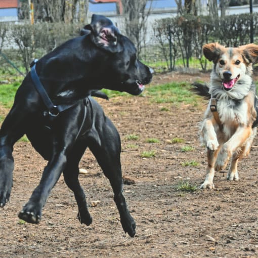 two dogs running around in a field at The Falls, Raleigh, 27612