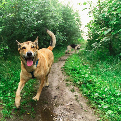 two dogs walking on a muddy path in the woods