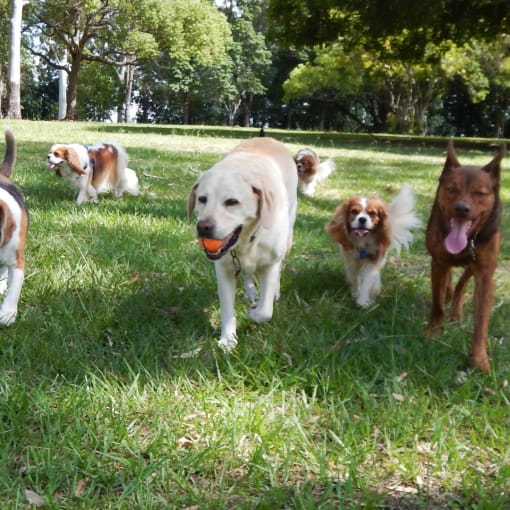 a group of dogs running in the grass with a ball