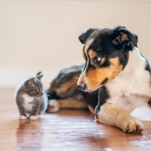 a dog and a cat sitting on the floor