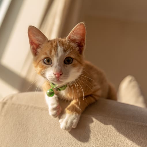 an orange and white cat laying on top of a couch