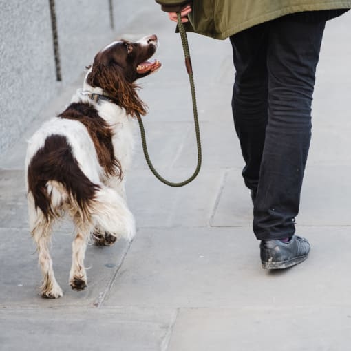 a brown and white dog on a leash next to a person