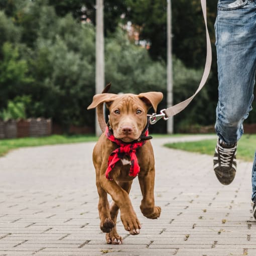 a small brown dog on a leash being led by a person
