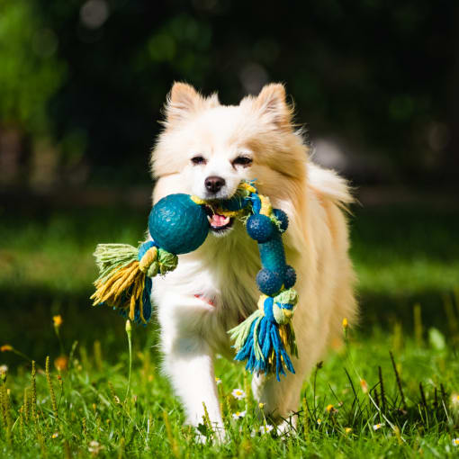a white dog running with a toy in its mouth