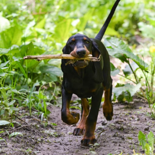 a black and brown dog running with a stick in its mouth