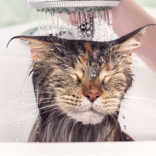 a cat taking a bath in a shower