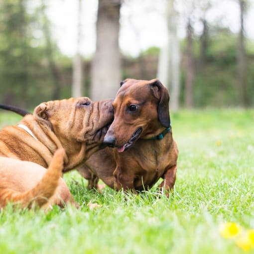 two dogs playing with each other in the grass