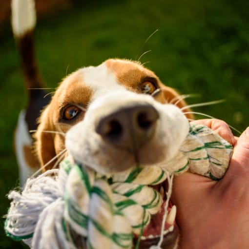 a brown and white dog holding a toy in its mouth