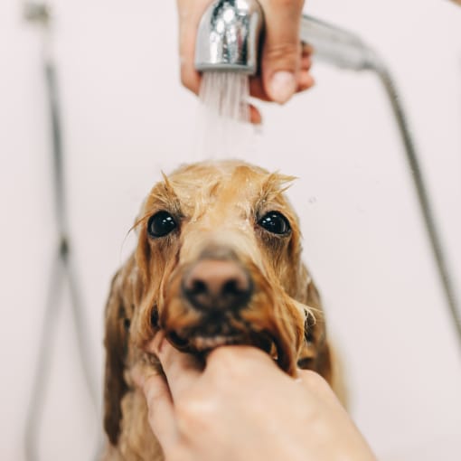 a dog being washed in a shower with a person holding a shower head