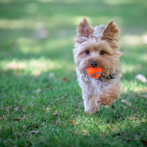 a small dog running with a ball in its mouth