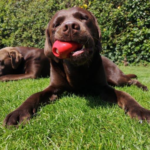 a chocolate labrador retriever laying in the grass with a toy in its mouth at The Locks Apartments, Richmond