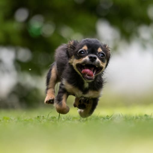 a black and brown dog running through the grass at The Locks Apartments, Richmond, Virginia 23219