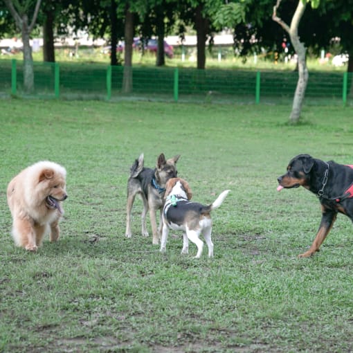 a group of dogs playing in the grass