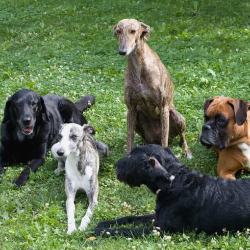 a group of dogs sitting and standing in the grass