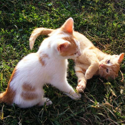 two kittens playing with each other in the grass