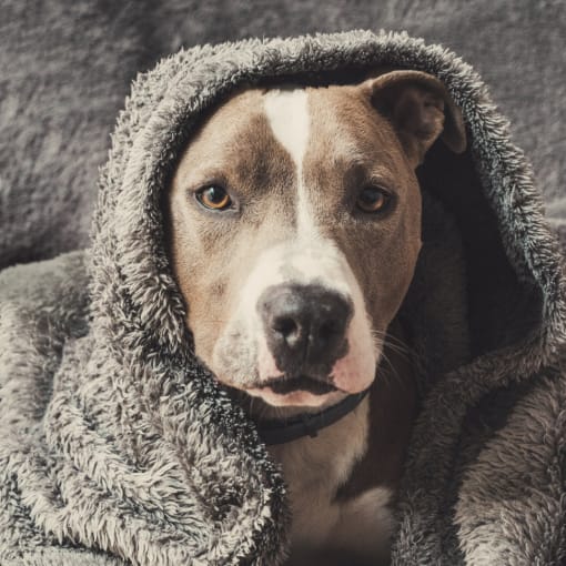 a brown and white dog is wrapped in a blanket