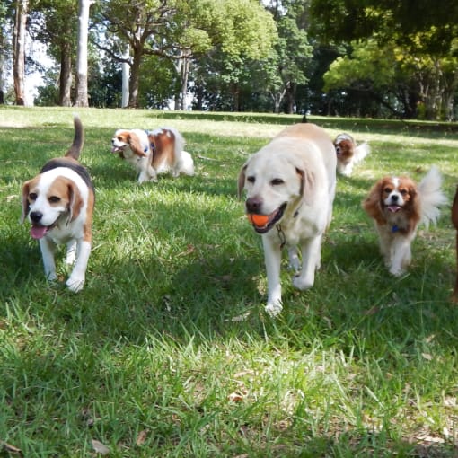 a group of dogs running in the grass at Rivers Landing Apartments, PRG Real Estate, Hampton, Virginia