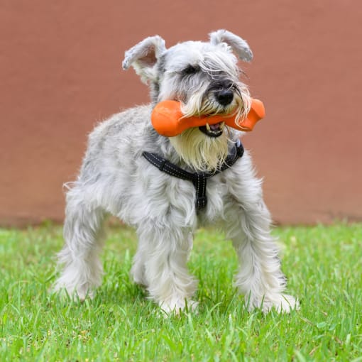 a small white dog holding a toy in its mouth at Rivers Landing Apartments, PRG Real Estate, Hampton, Virginia