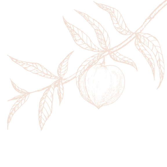 Peach on a Branch Drawing at 903 Peachtree in GA 30309