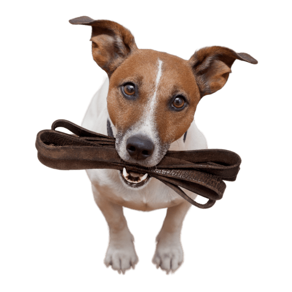 a brown and white dog holding awalker in its mouth