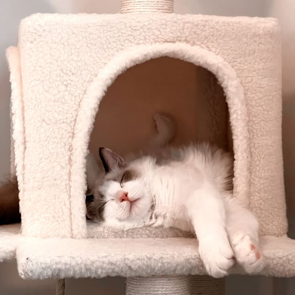 a white cat sleeping on top of a cat tree