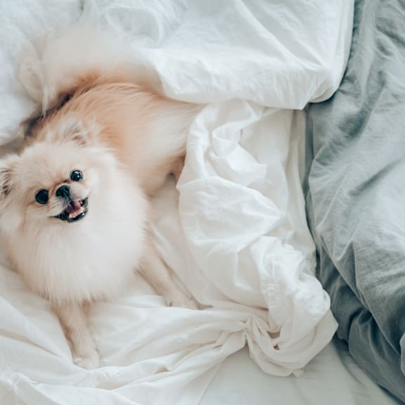 a small white dog laying in bed under a blanket