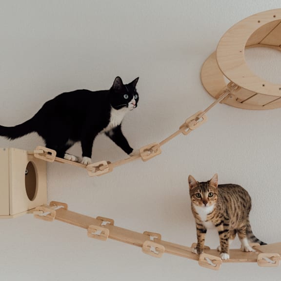 a black and white cat standing on top of a wooden shelf with a cat ladder at The Villages of Banyan Grove, Boynton Beach, FL, 33436