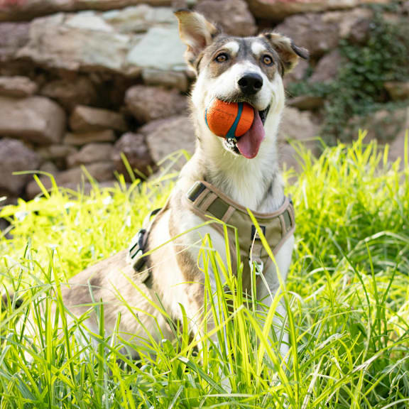 a dog sitting in the grass with a ball in its mouth at Rivers Landing Apartments, PRG Real Estate, Hampton, Virginia