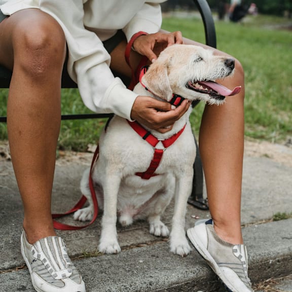 a person petting a dog sitting on a bench