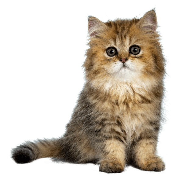Brown Cat with Large Eyes at Beckett Farms Apartments, PRG Real Estate Management, Fort Mill