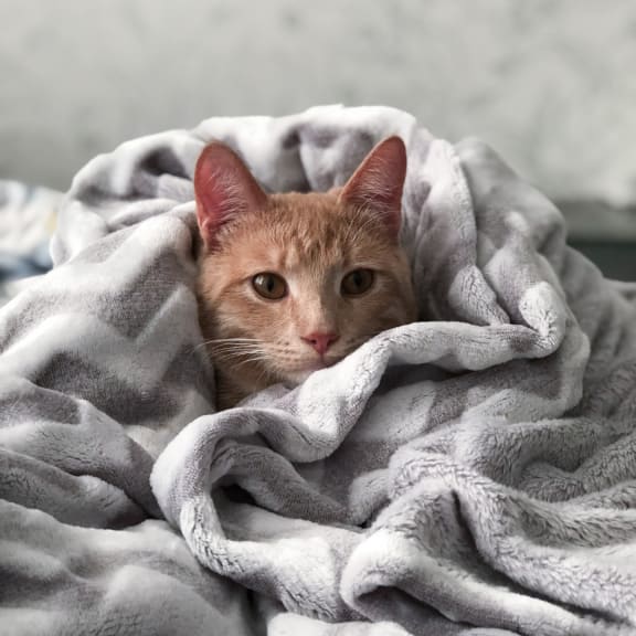 Cat Wrapped in a Blanket at Beckett Farms Apartments, PRG Real Estate Management, Fort Mill