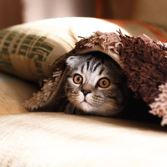 Cat with Head Under a Blanket at Clarion Crossing Apartments, PRG Real Estate Management, Raleigh, NC, 27606