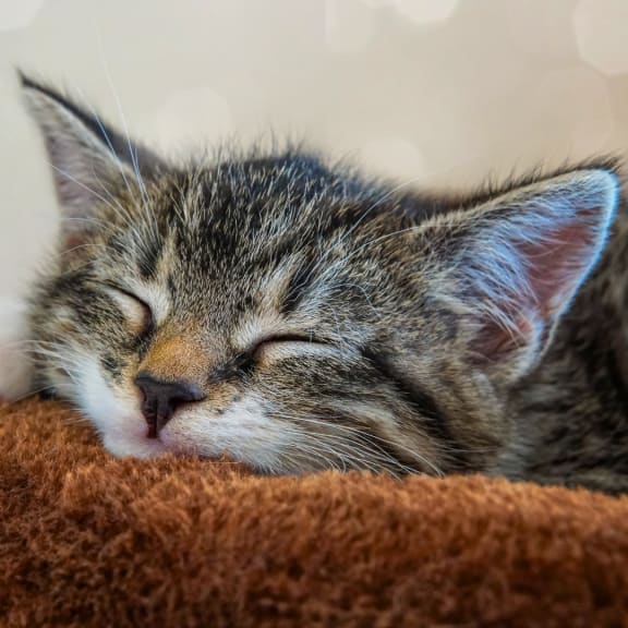 Cat Friendly at Lake Johnson Mews, Raleigh, 27606