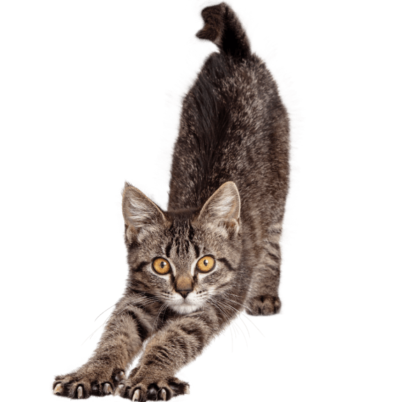 Cat Friendly at Lake Johnson Mews, North Carolina