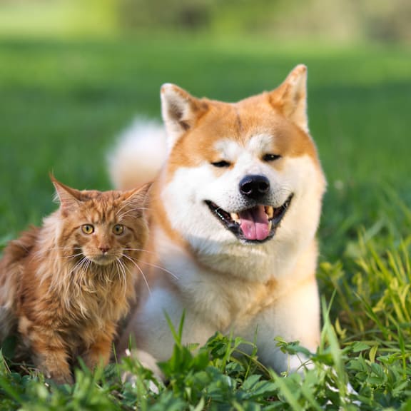 a dog and a cat sitting in the grass at Proximity Apartments Residences, apartments in Charleston, South Carolina
