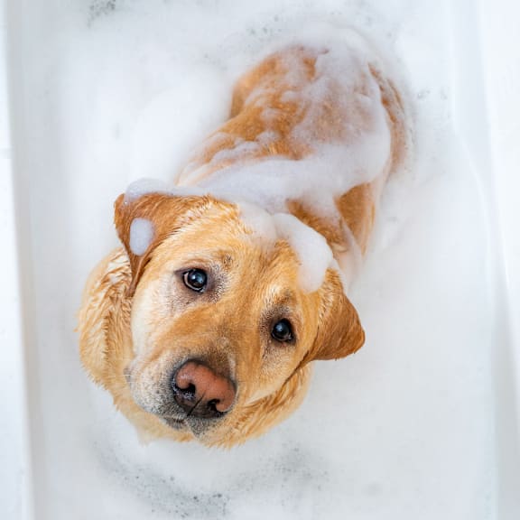 a dog taking a bath in a bath tub with soap at Proximity Apartments Residences, apartments in Charleston, South Carolina