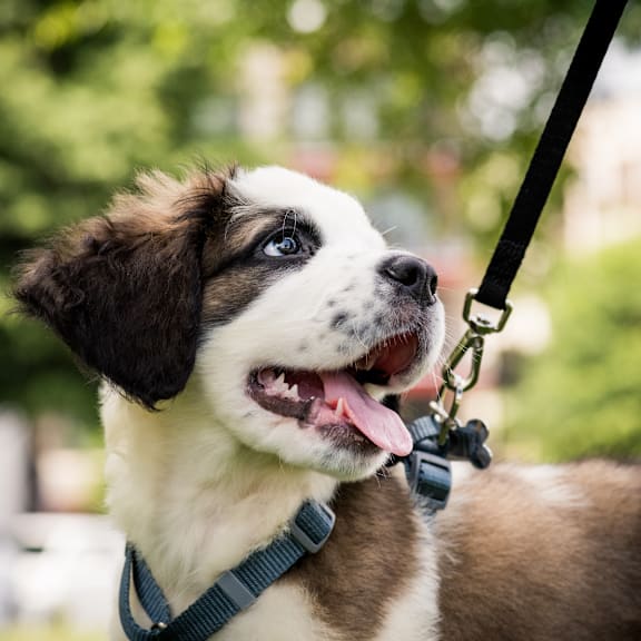 a brown and white dog is on a leash at Circ Apartments in Richmond, 23220